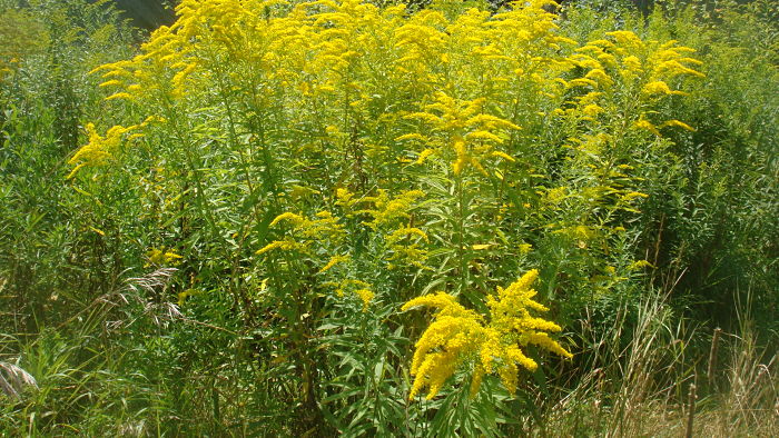 PATCH of GOLDENROD